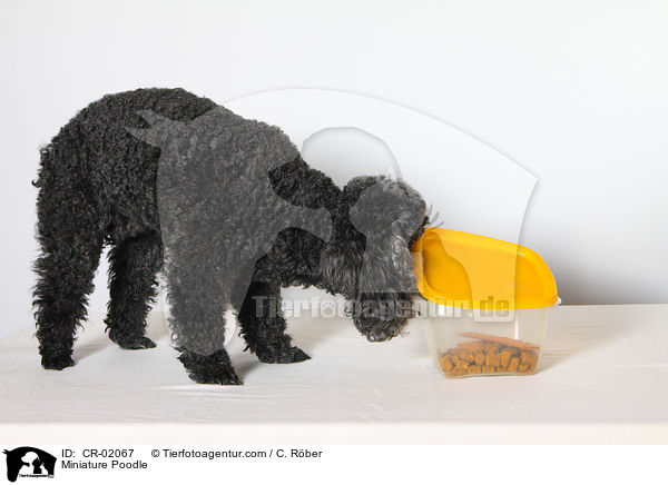 Zwergpudel / Miniature Poodle / CR-02067