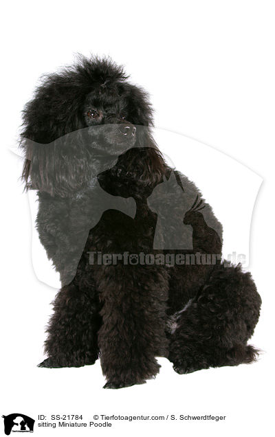 sitzender Zwergpudel / sitting Miniature Poodle / SS-21784