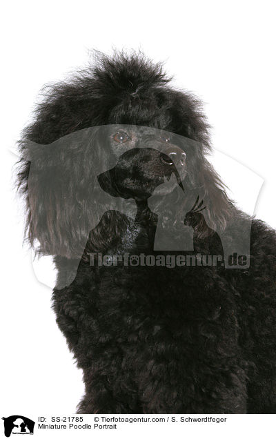 Zwergpudel Portrait / Miniature Poodle Portrait / SS-21785