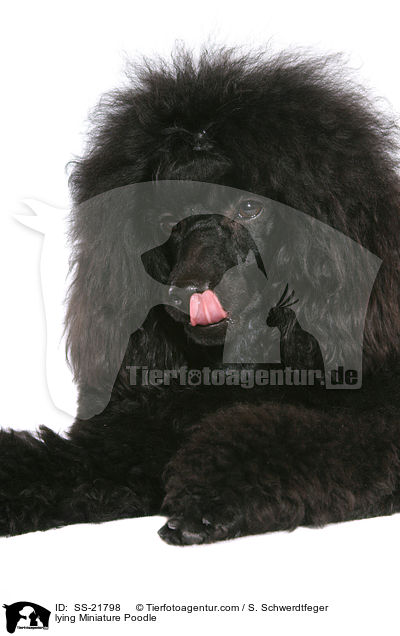 lying Miniature Poodle / SS-21798