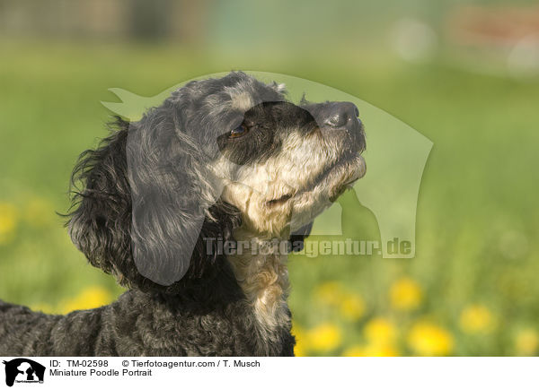Miniature Poodle Portrait / TM-02598