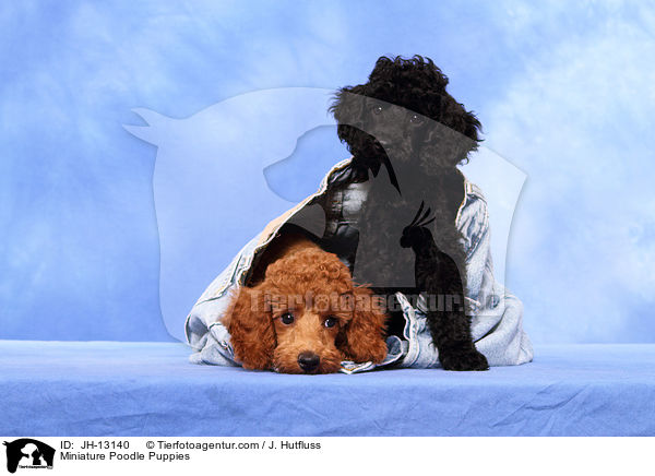 Zwergpudel Welpen / Miniature Poodle Puppies / JH-13140