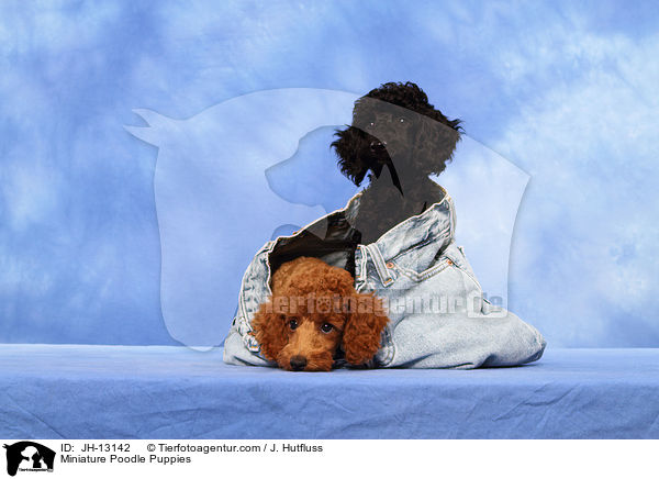 Zwergpudel Welpen / Miniature Poodle Puppies / JH-13142