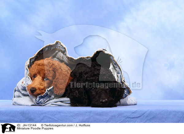 Zwergpudel Welpen / Miniature Poodle Puppies / JH-13144
