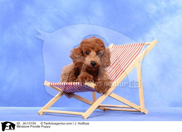 Zwergpudel Welpe / Miniature Poodle Puppy / JH-13150