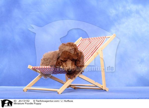 Zwergpudel Welpe / Miniature Poodle Puppy / JH-13152