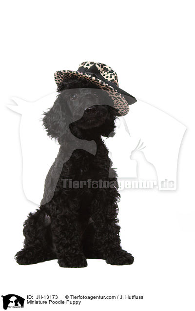 Miniature Poodle Puppy / JH-13173