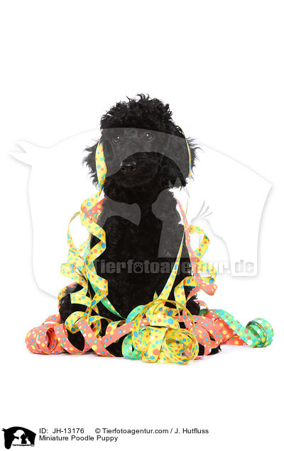 Zwergpudel Welpe / Miniature Poodle Puppy / JH-13176
