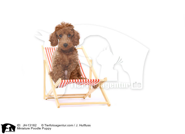 Zwergpudel Welpe / Miniature Poodle Puppy / JH-13182