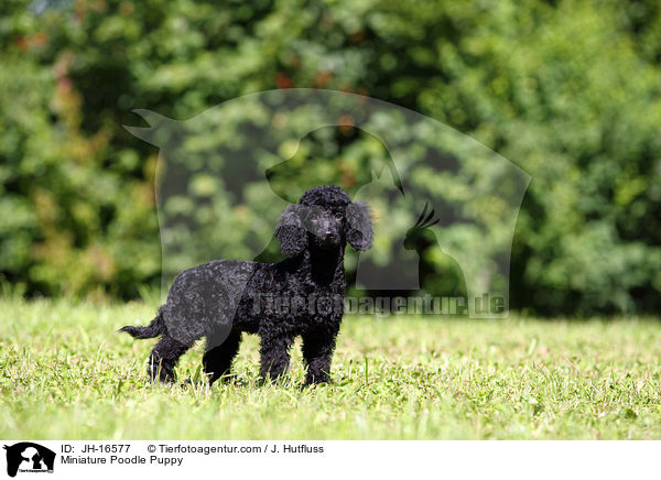 Zwergpudel Welpe / Miniature Poodle Puppy / JH-16577