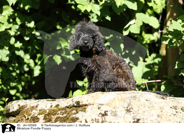 Zwergpudel Welpe / Miniature Poodle Puppy / JH-16589