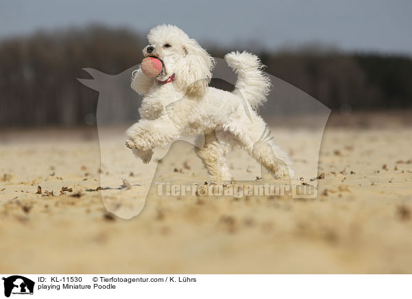 spielender Zwergpudel / playing Poodle / KL-11530