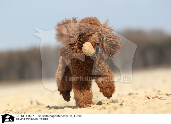 spielender Zwergpudel / playing Poodle / KL-11537