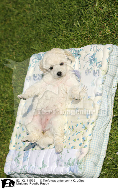 Zwergpudel Welpe / Poodle Puppy / KL-11592