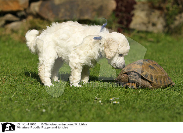 Zwergpudel Welpe und Schildkrte / Poodle Puppy and tortoise / KL-11600