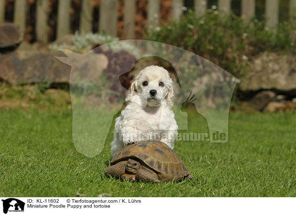 Zwergpudel Welpe und Schildkrte / Poodle Puppy and tortoise / KL-11602