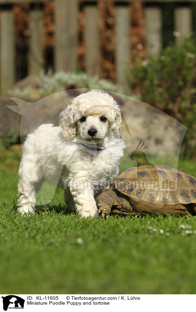 Zwergpudel Welpe und Schildkrte / Poodle Puppy and tortoise / KL-11605