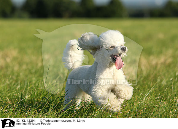 rennender Zwergpudel / running Poodle / KL-12291
