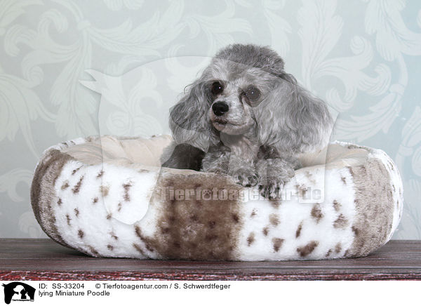 liegender Zwergpudel / lying Miniature Poodle / SS-33204