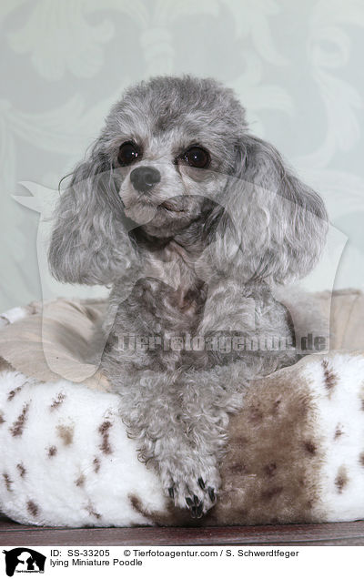 liegender Zwergpudel / lying Miniature Poodle / SS-33205