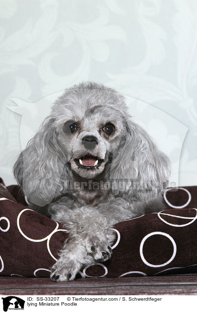 liegender Zwergpudel / lying Miniature Poodle / SS-33207