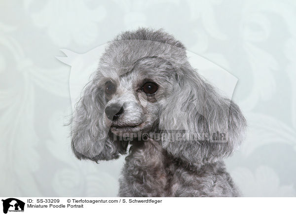 Zwergpudel Portrait / Miniature Poodle Portrait / SS-33209