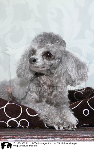 liegender Zwergpudel / lying Miniature Poodle / SS-33211