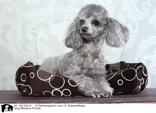 liegender Zwergpudel / lying Miniature Poodle / SS-33212