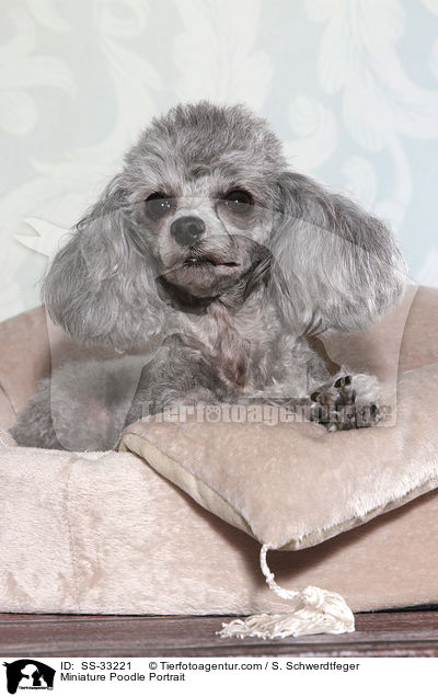 Zwergpudel Portrait / Miniature Poodle Portrait / SS-33221
