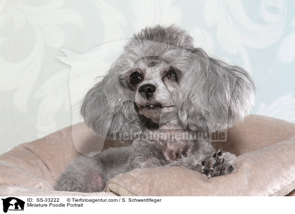 Zwergpudel Portrait / Miniature Poodle Portrait / SS-33222