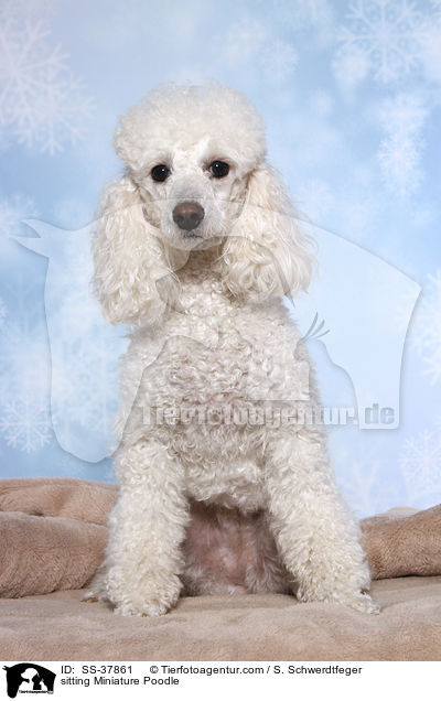 sitting Miniature Poodle / SS-37861