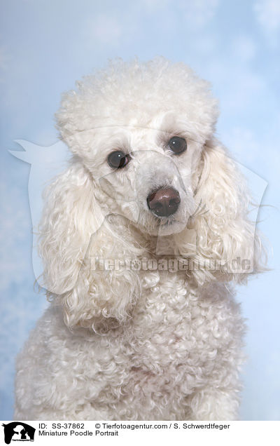 Miniature Poodle Portrait / SS-37862