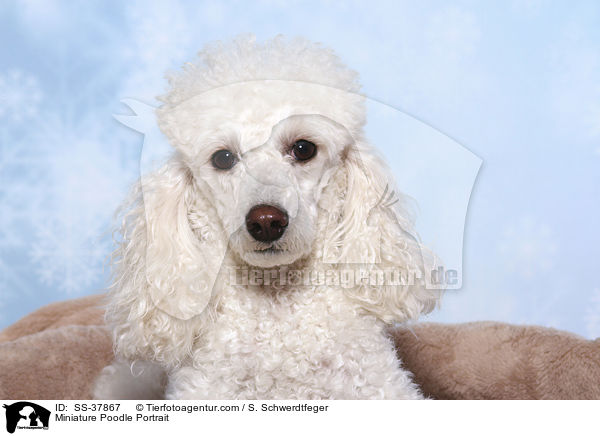 Miniature Poodle Portrait / SS-37867