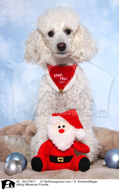 sitting Miniature Poodle / SS-37871