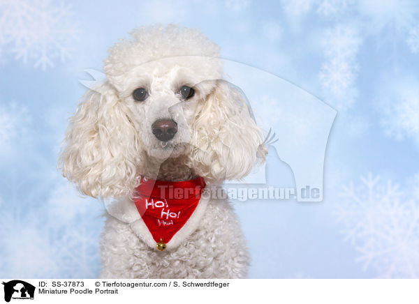 Miniature Poodle Portrait / SS-37873