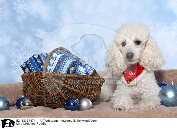 liegender Zwergpudel / lying Miniature Poodle / SS-37874