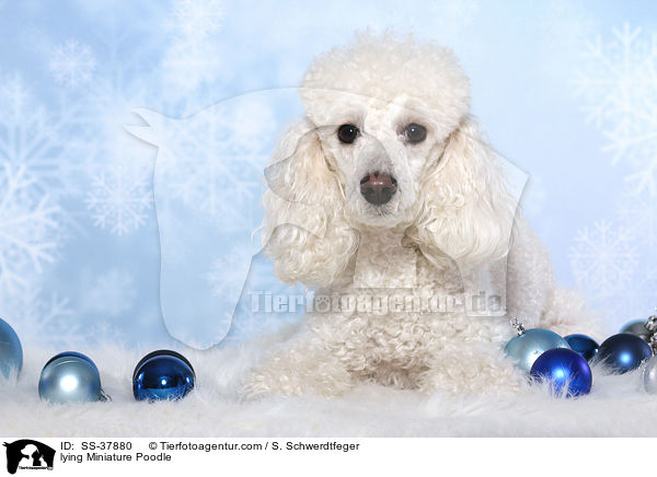 lying Miniature Poodle / SS-37880