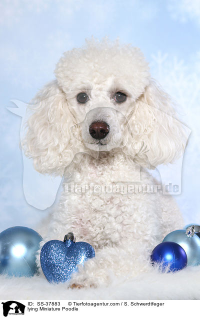 lying Miniature Poodle / SS-37883
