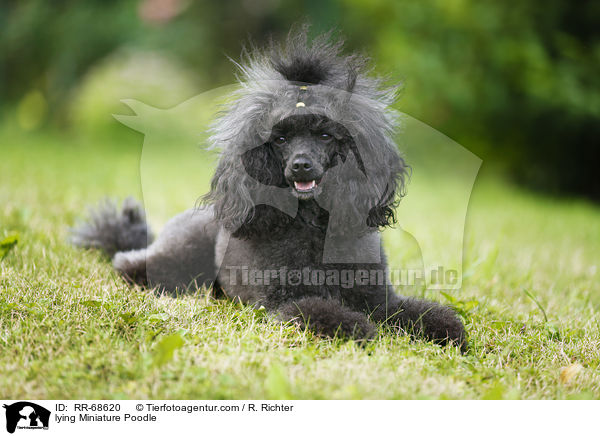 lying Miniature Poodle / RR-68620