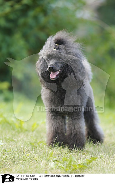 Miniature Poodle / RR-68629