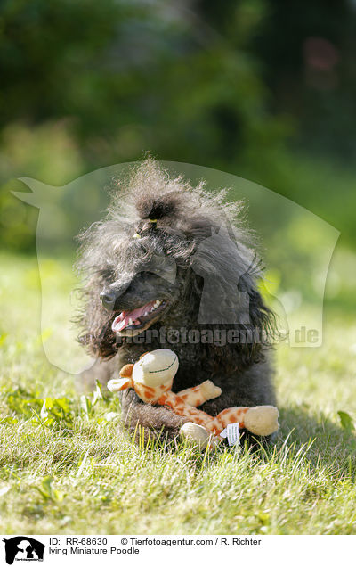lying Miniature Poodle / RR-68630
