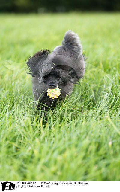 playing Miniature Poodle / RR-68635