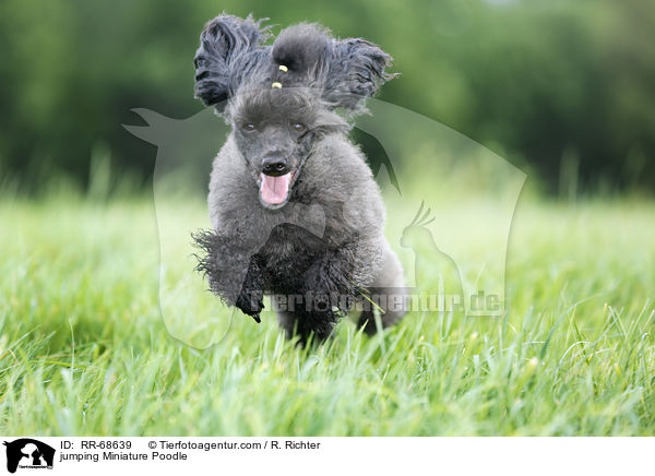 jumping Miniature Poodle / RR-68639