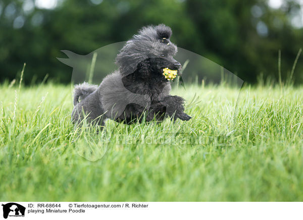 playing Miniature Poodle / RR-68644