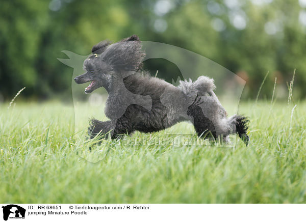 jumping Miniature Poodle / RR-68651