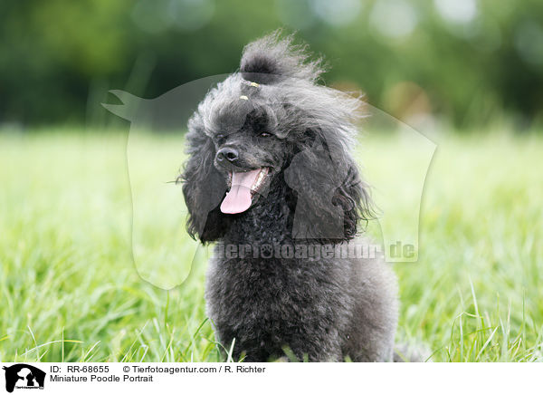 Miniature Poodle Portrait / RR-68655