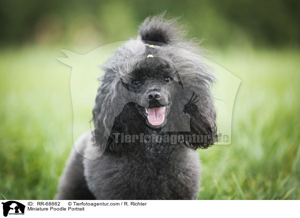 Miniature Poodle Portrait / RR-68662