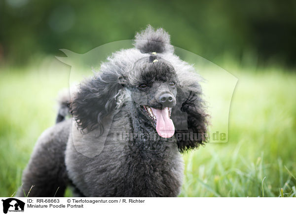 Miniature Poodle Portrait / RR-68663
