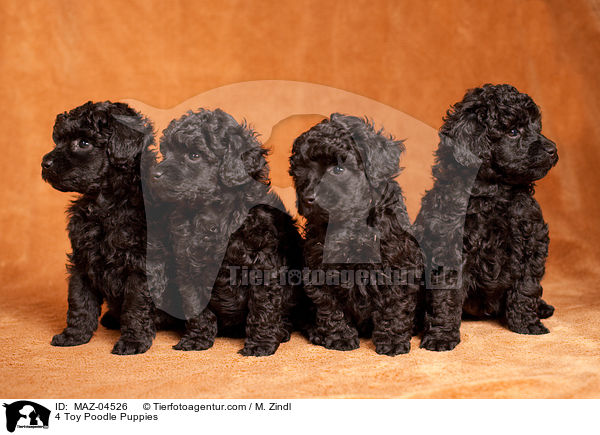4 Toy Poodle Puppies / MAZ-04526