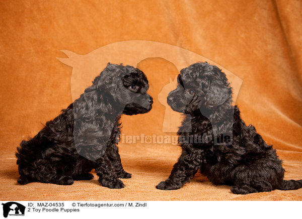 2 Toy Poodle Puppies / MAZ-04535